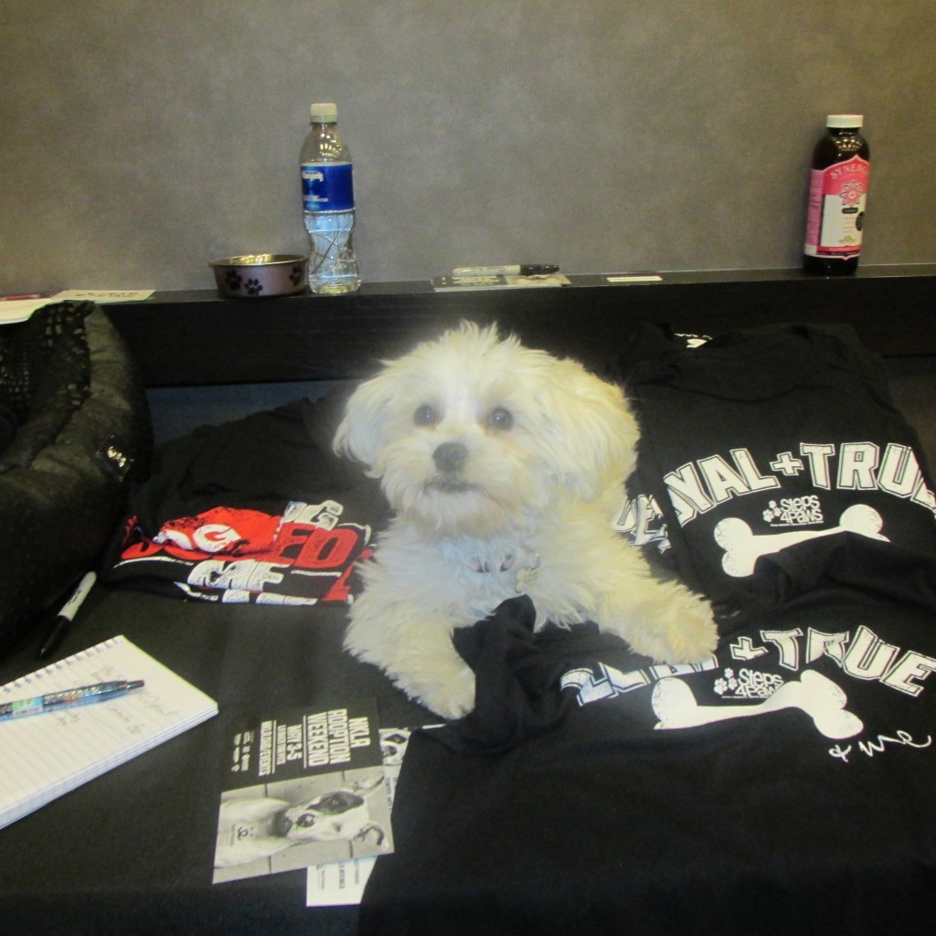 Steps 4 Paws Charity t-shirts at the GBK MTV Movie Awards Gift Lounge