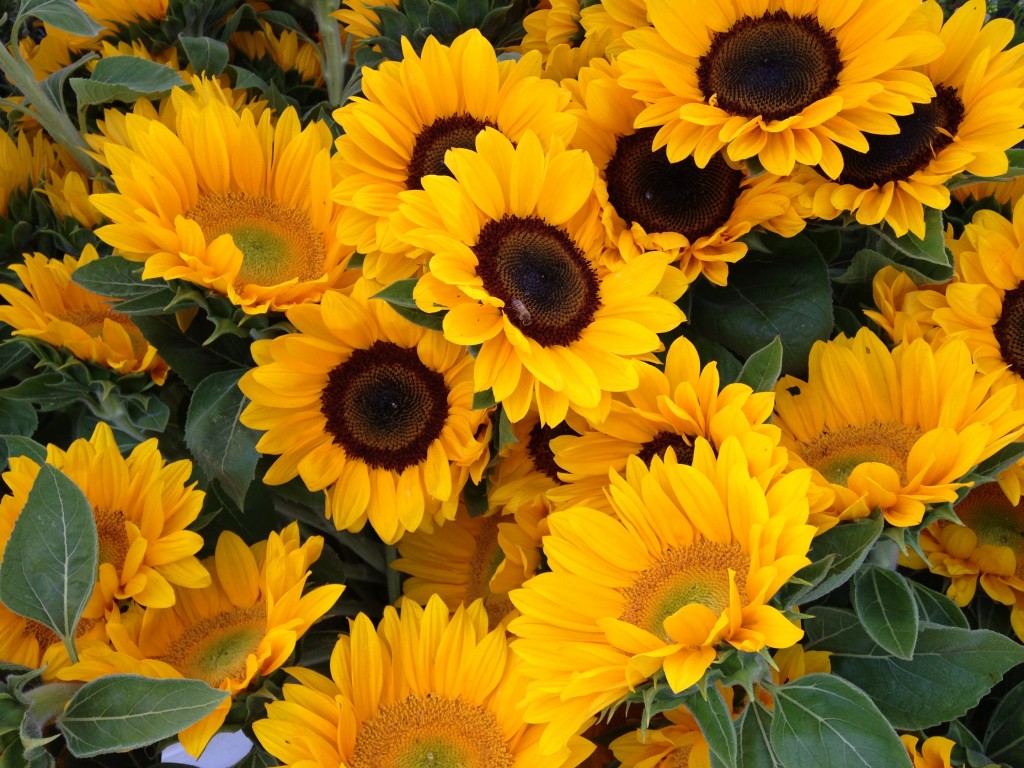Bright Yellow Vibrant Sunflowers Summer 2013 